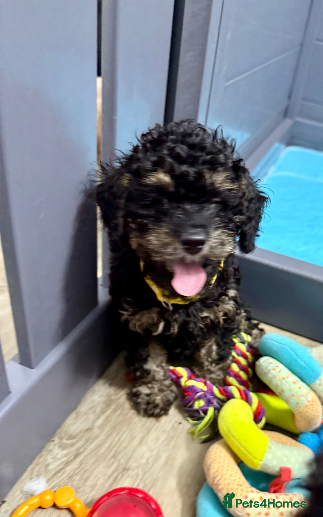 Cavapoo dogs for sale: READY NOW! Adorable Phantom F1b Cavapoo puppies  - Image 31