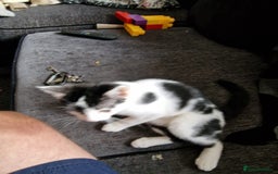 Mixed Breed cats for sale: Bengal x Domestic short hair Kittens - Image 19