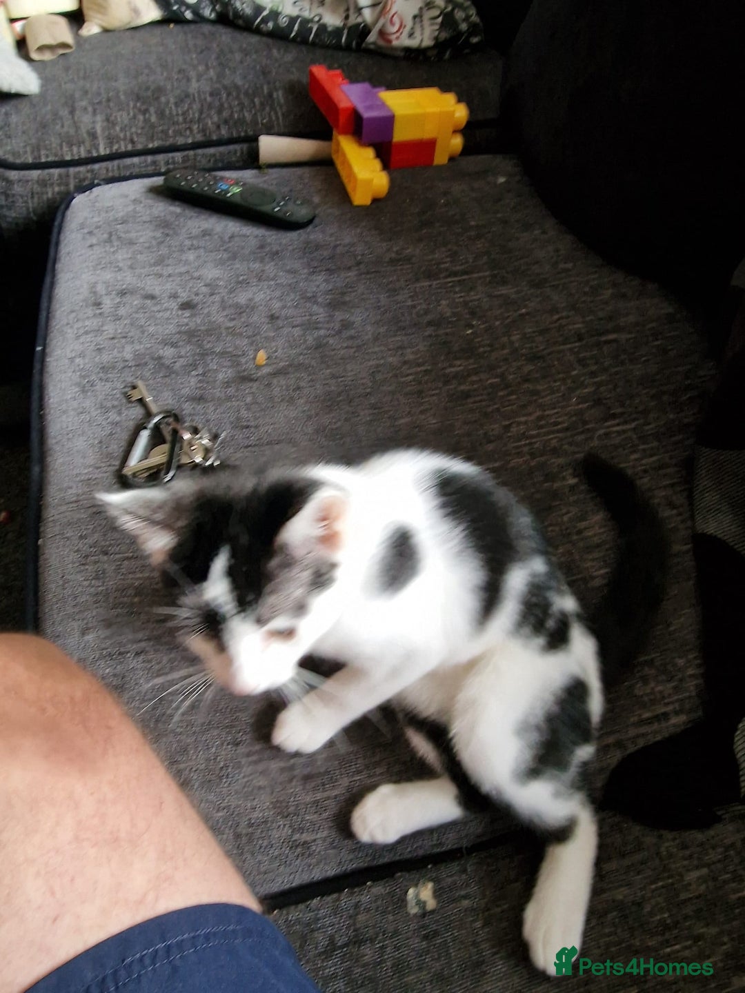 Mixed Breed cats for sale: Bengal x Domestic short hair Kittens - Image 19