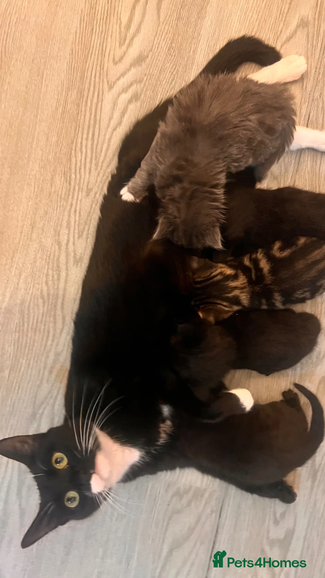 British Shorthair cats for sale: Black kittens 🐈‍⬛  - Advert 5
