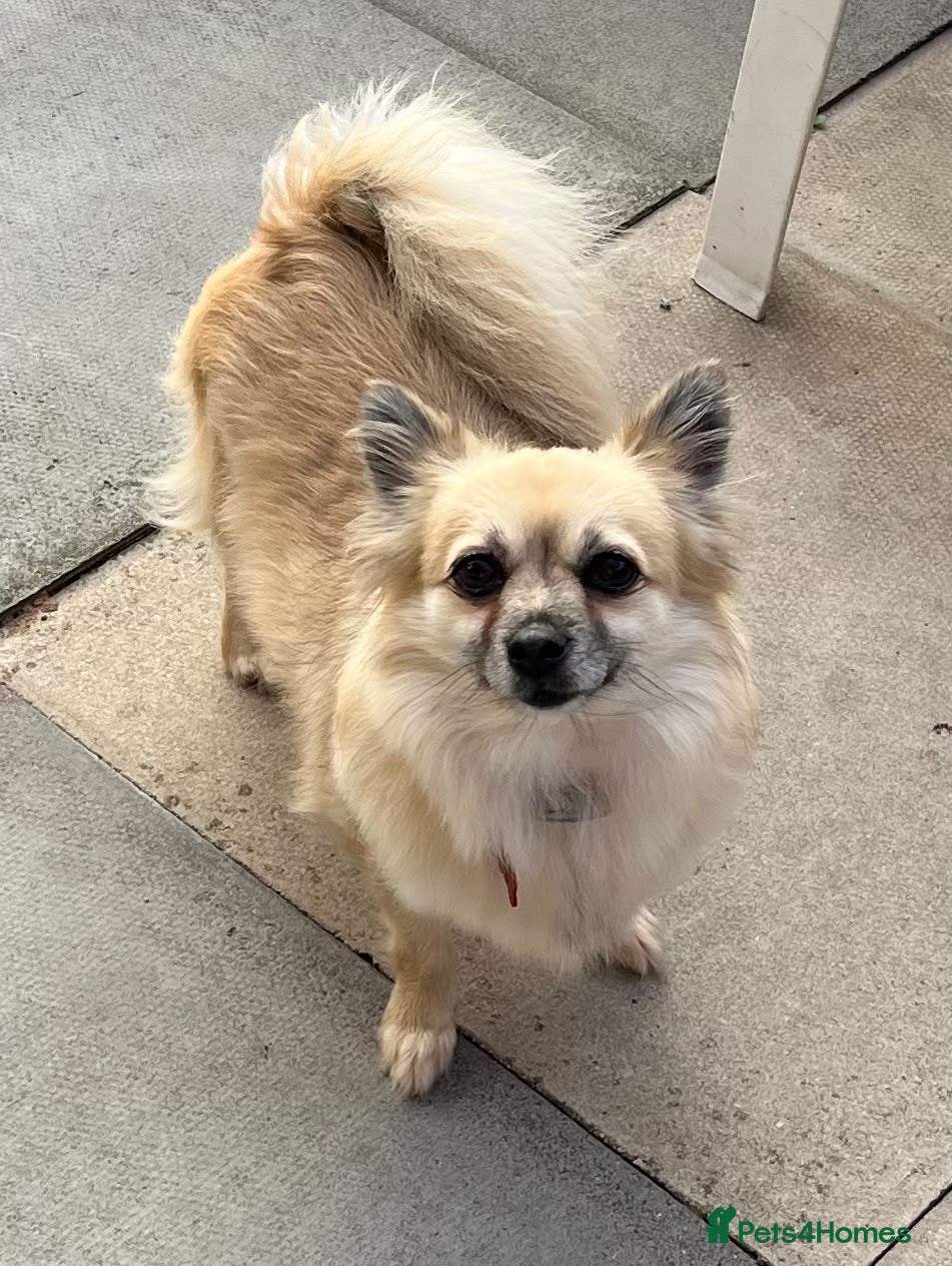 Pomchi dogs Beautiful pomchi female  - Advert 2