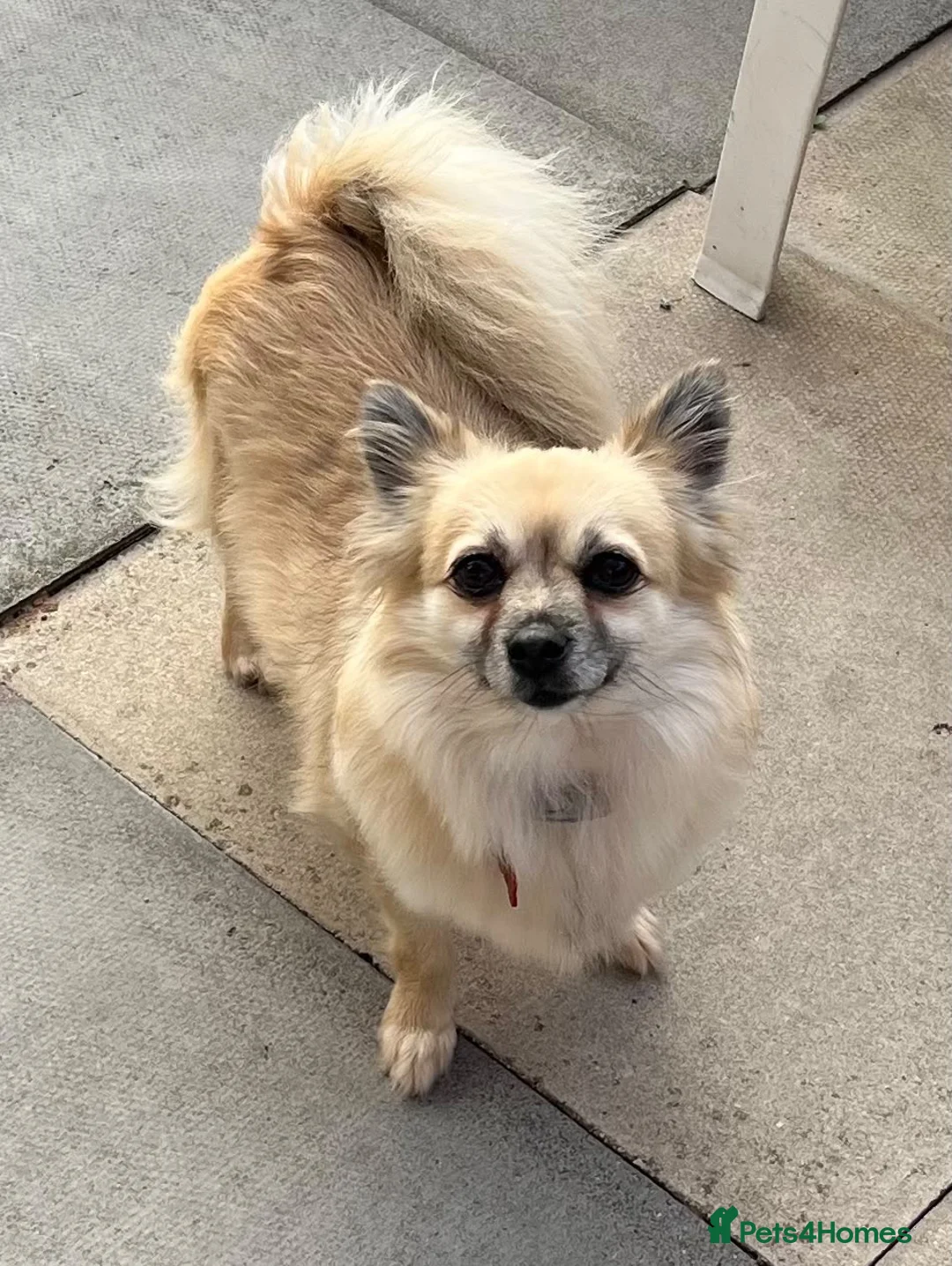 Pomchi dogs for sale: Beautiful pomchi female  - Advert 1