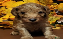 Cockapoo dogs for sale: Golden and Apricot Red F1b Cockerpoos for sale! - Image 13