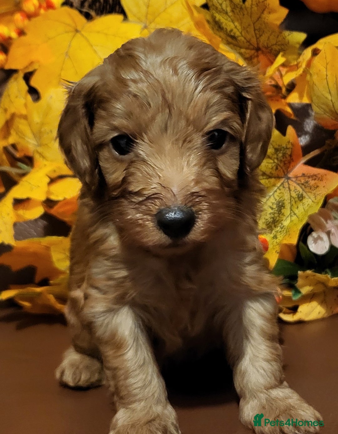 Cockapoo dogs for sale: Golden and Apricot Red F1b Cockerpoos for sale! - Image 13