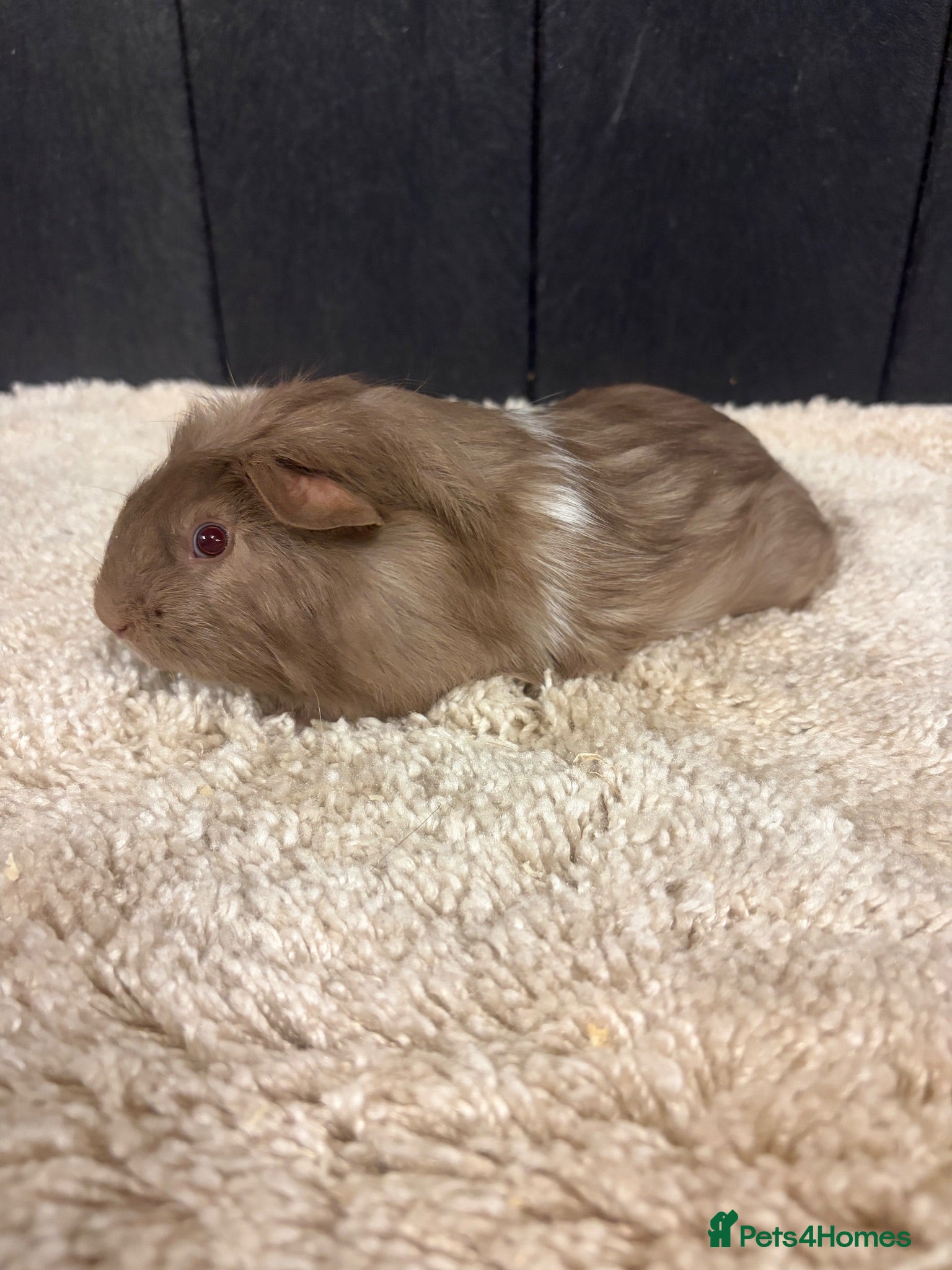 Guinea Pig rodents Baby Guinea pigs - Advert 4