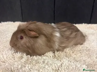 Guinea Pig rodents Baby Guinea pigs - Advert 4