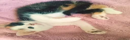 Mixed Breed cats for sale: Beautiful calico girl  - Advert 3
