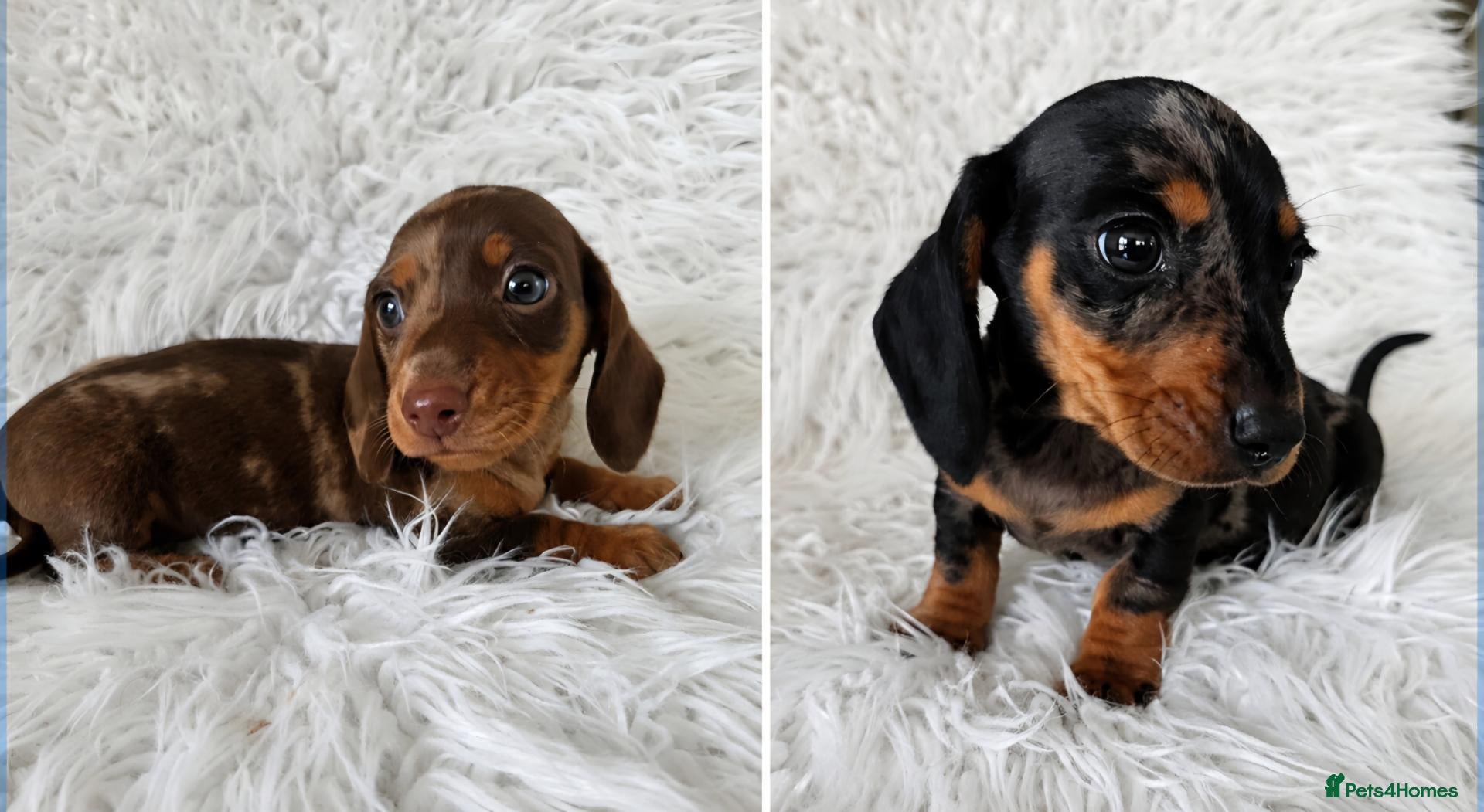 Miniature Dachshund dogs KC PRA CLEAR DAPPLE BOYS - Advert 1