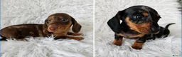 Miniature Dachshund dogs for sale: KC PRA CLEAR DAPPLE BOYS - Advert 1