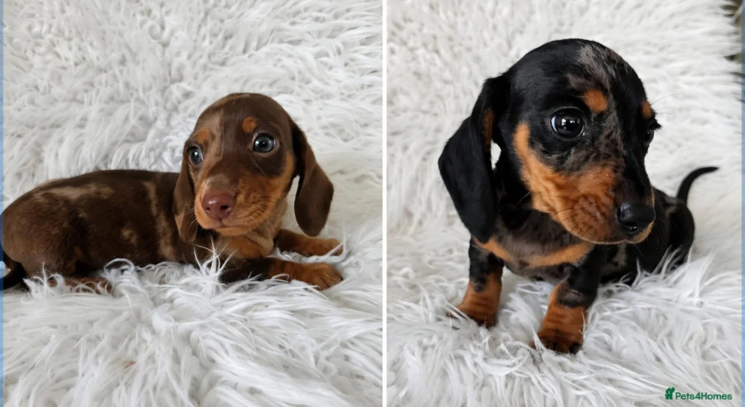 Miniature Dachshund dogs for sale: KC PRA CLEAR DAPPLE BOYS - Advert 1