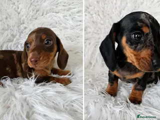 Miniature Dachshund dogs KC PRA CLEAR DAPPLE BOYS - Advert 1