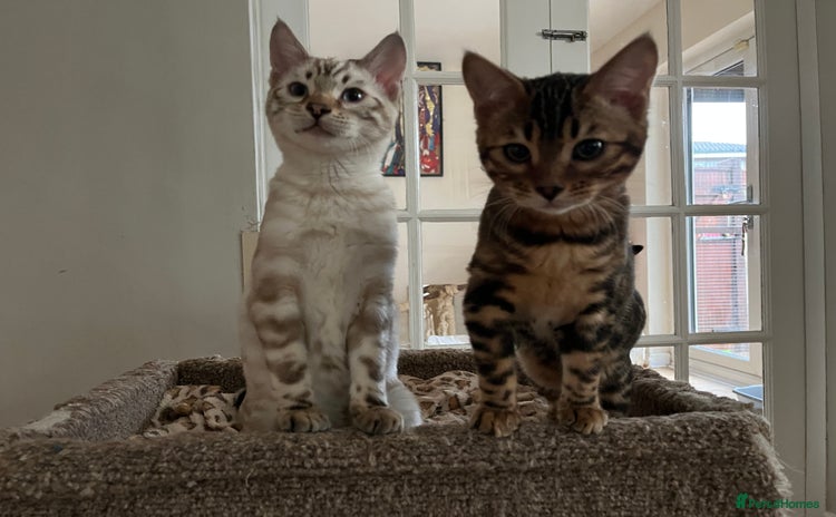 Bengal cats OUTSTANDING TICA reg BENGAL KITTENS - Advert 1