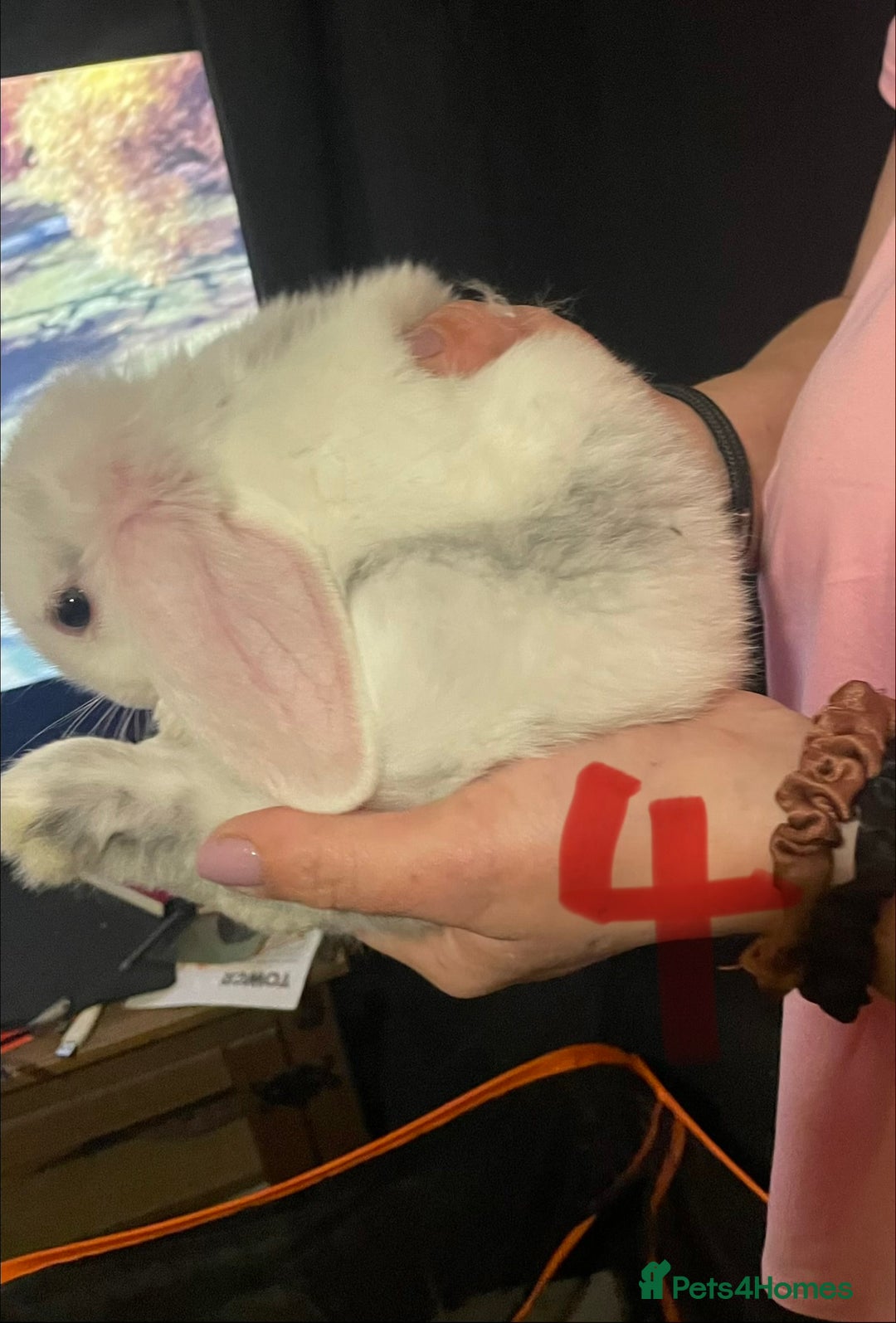 Mixed Breed rabbits for sale: 4x Bunnies for sale  - Advert 20