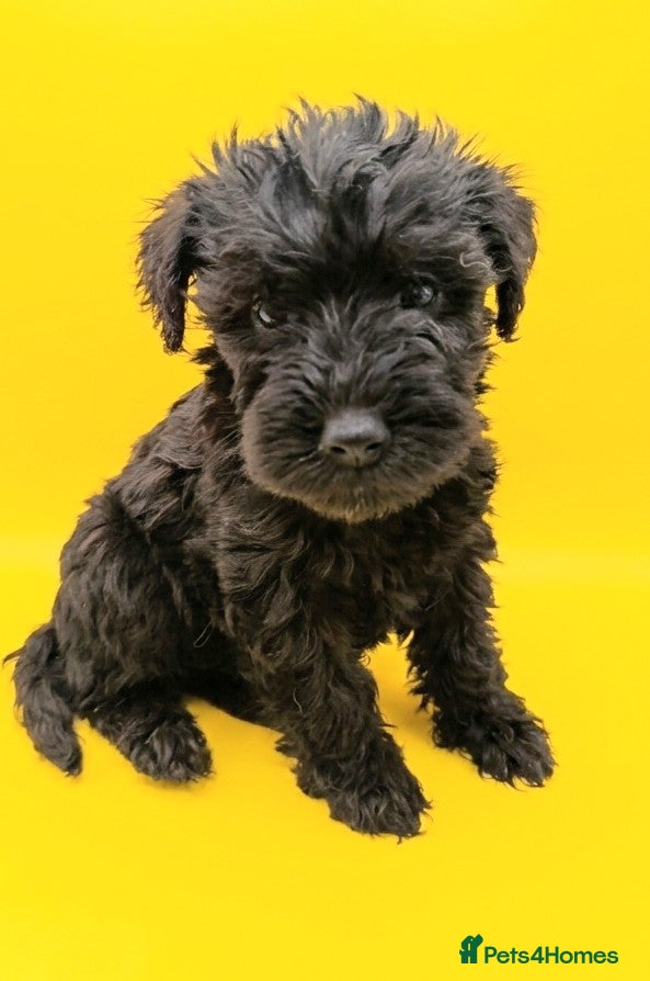 Schnoodle dogs BLUE Schnoodle Puppies 🐾 - Advert 11