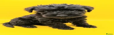Schnoodle 1