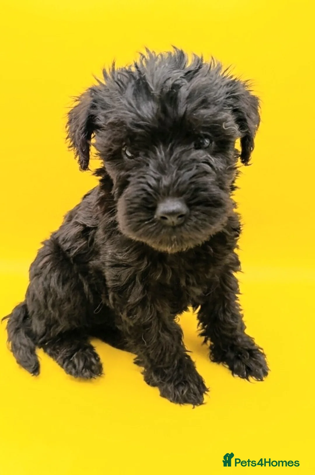 Schnoodle dogs for sale: BLUE Schnoodle Puppies 🐾 - Advert 1