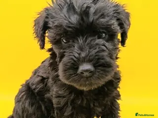 Schnoodle dogs BLUE Schnoodle Puppies 🐾 - Advert 15