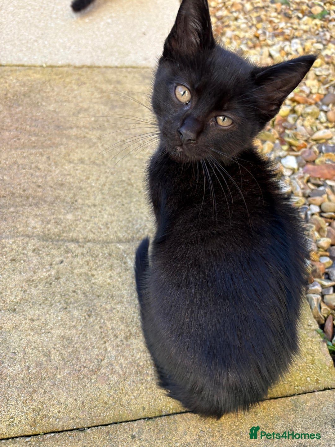 Mixed Breed cats for sale: Tommy (Thomas Shelby 😂) - Advert 7