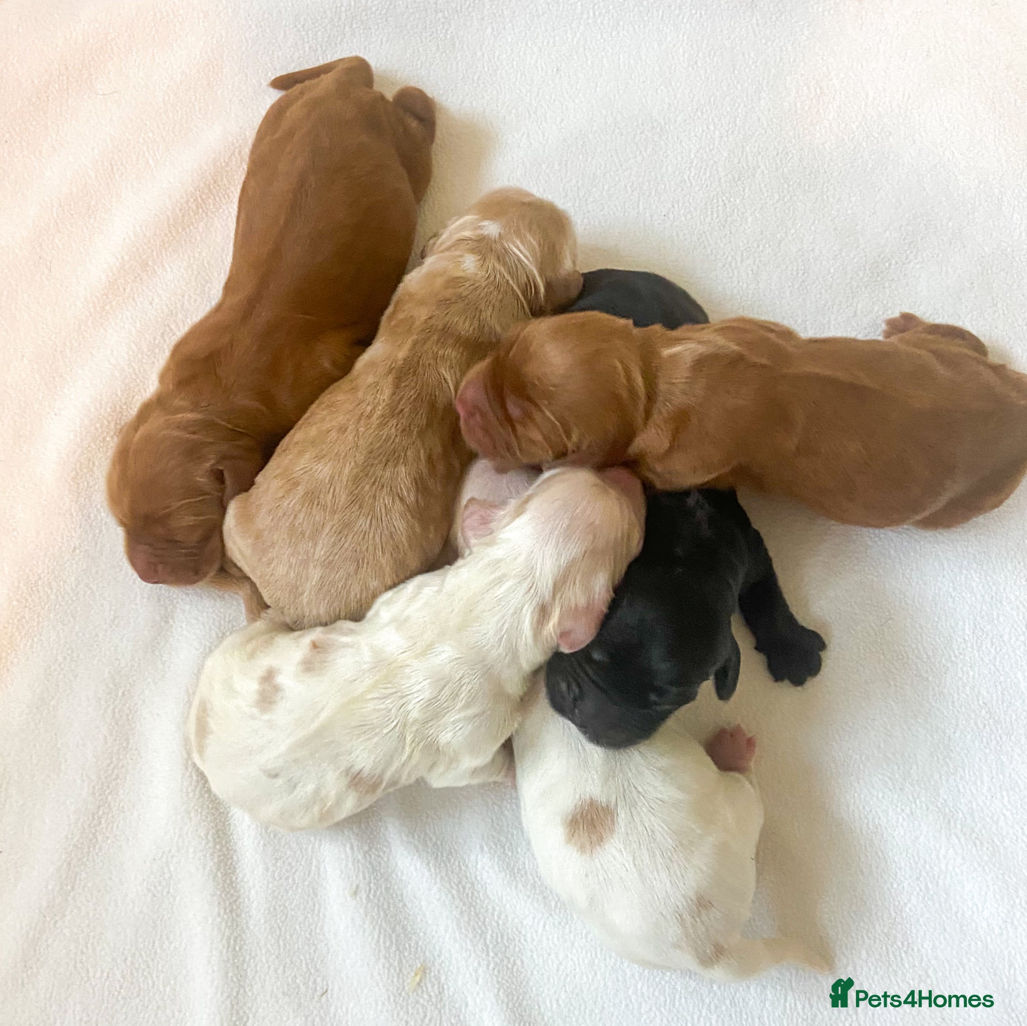 Cocker Spaniel dogs for sale: Show Type Cocker Spaniels HEALTH TESTED Parents - Advert 1