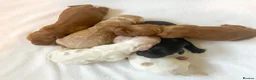 Cocker Spaniel dogs for sale: Show Type Cocker Spaniels HEALTH TESTED Parents - Advert 1
