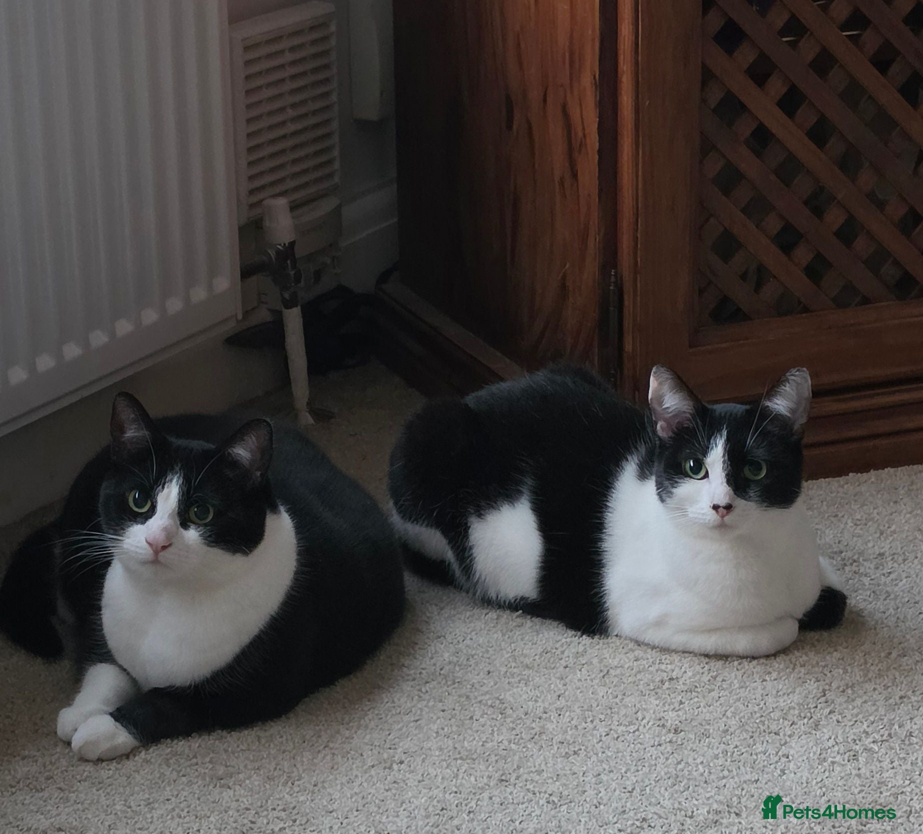 Mixed Breed cats Rehoming - Advert 1