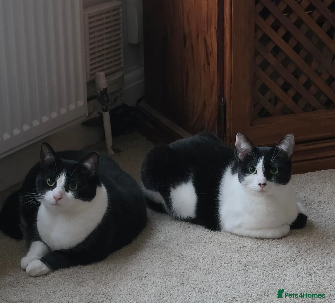 Mixed Breed cats for sale: Rehoming - Advert 1