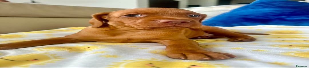 Hungarian Vizsla Puppy 2