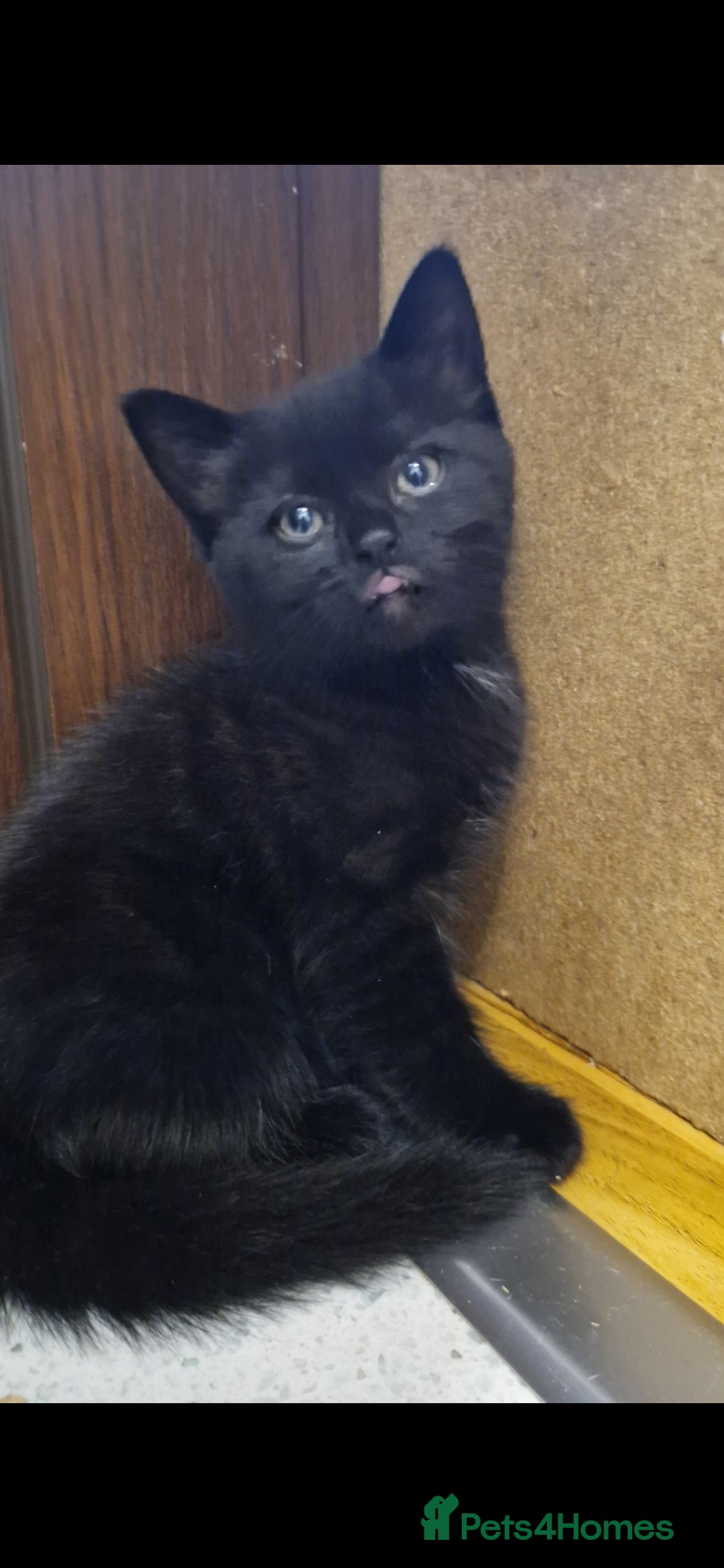 Mixed Breed cats for sale: Kittens - Advert 12