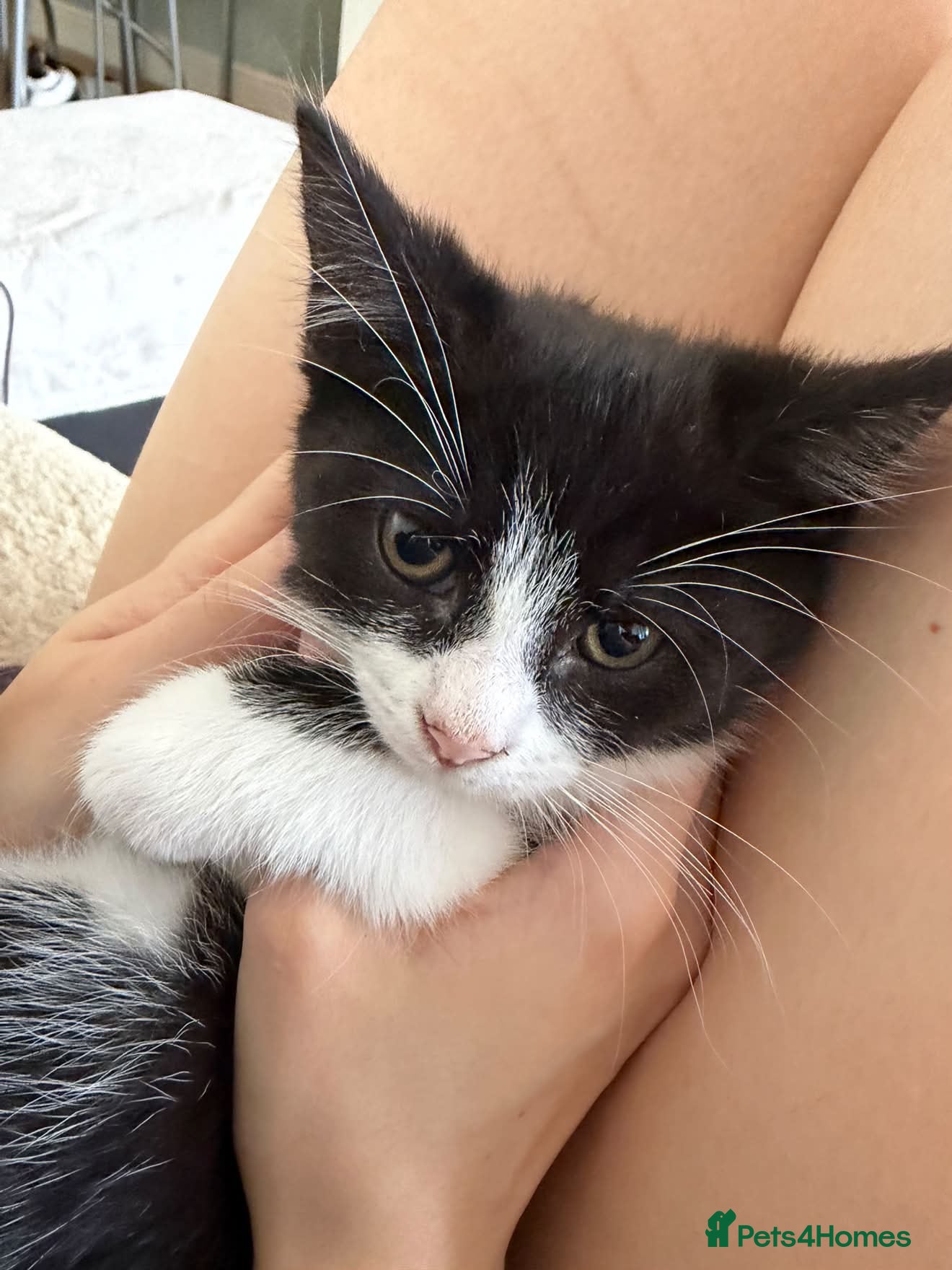 Domestic Shorthair cats tuxedo loving girl looking for a new home  - Advert 1