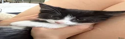 Domestic Shorthair cats for sale: tuxedo loving girl looking for a new home  - Advert 1