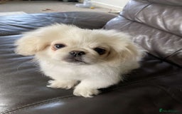 Pekingese dogs for sale: Pekingese Puppies in Blairgowrie - Image 9
