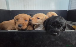 Labradoodle dogs for sale: 7 Miniture labradoodles  - Image 23