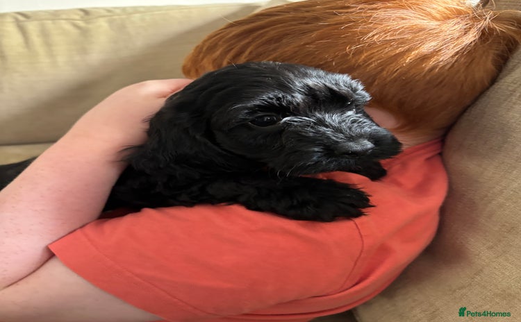 Cockapoo dogs - Advert 9