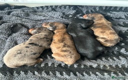 Dachshund dogs for sale: STANDARD KC REG LONGHAIRED DAPPLED DACHSOUNDS - Image 8