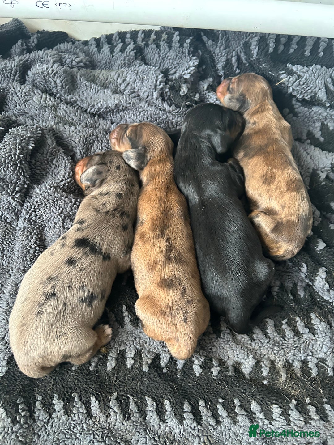Dachshund dogs for sale: STANDARD KC REG LONGHAIRED DAPPLED DACHSOUNDS - Image 8