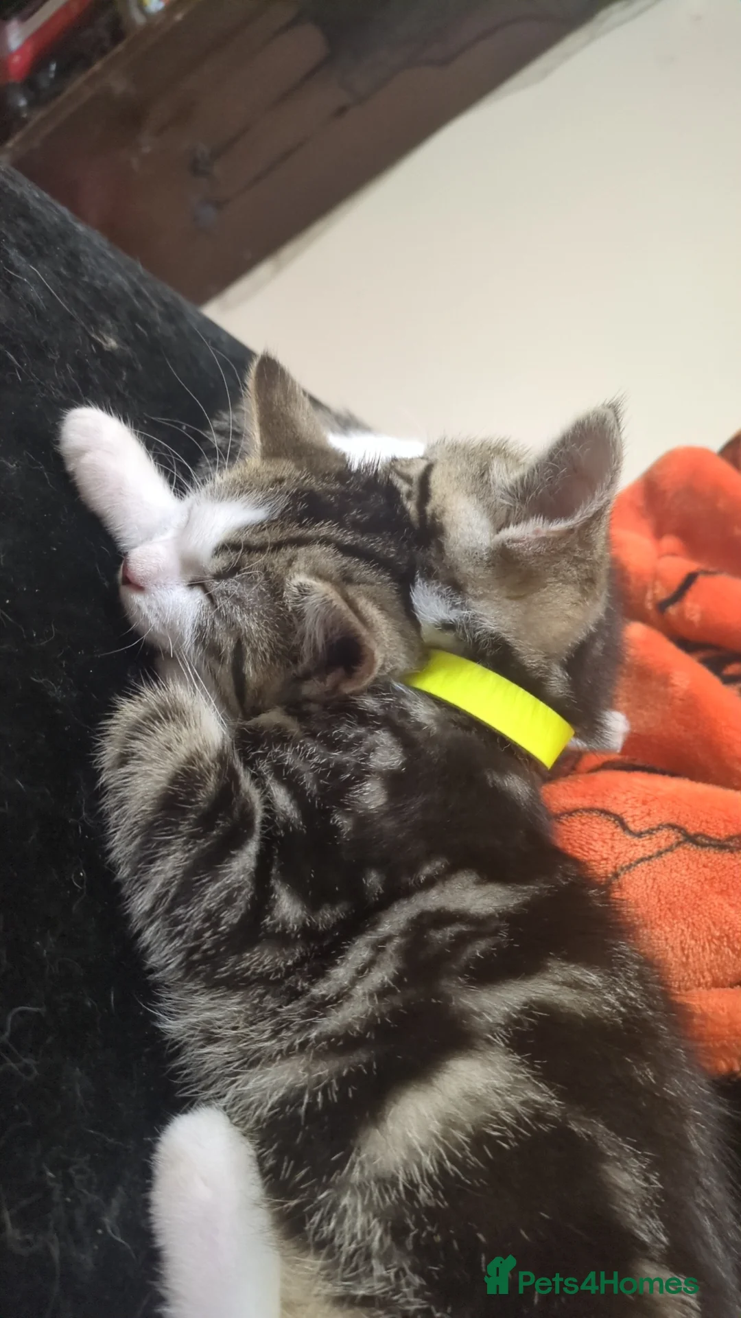 Domestic Shorthair cats for sale: Eden and Rayne - Advert 2