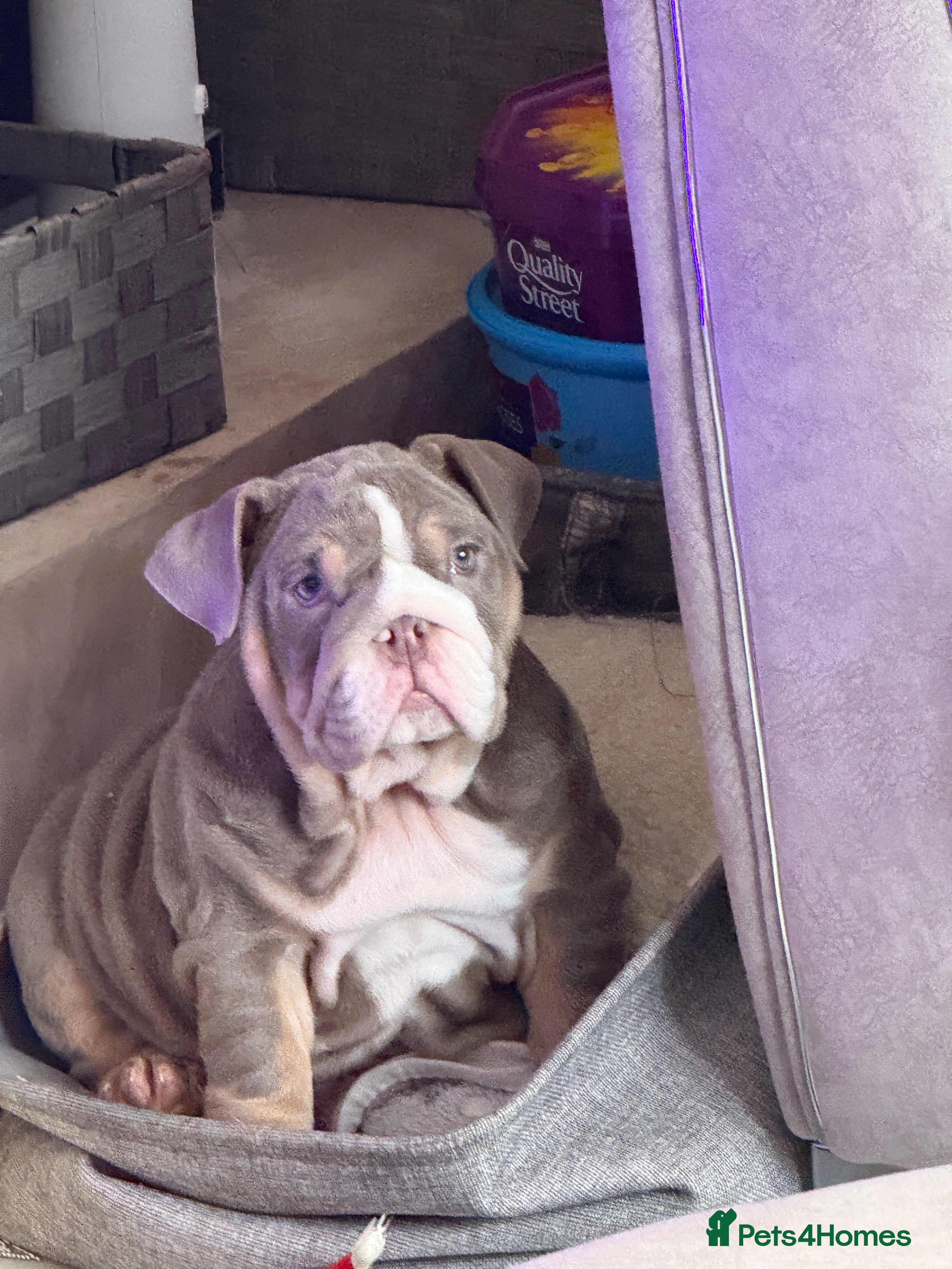 English Bulldog dogs Stunning lilac tri girl  in Swanley - Advert 17