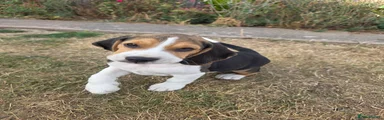 Beagle 5