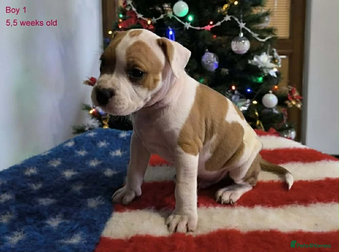 Staffordshire Bull Terrier dogs for sale: ❤️ beautiful Staffordshire puppies 🐶 - Advert 3