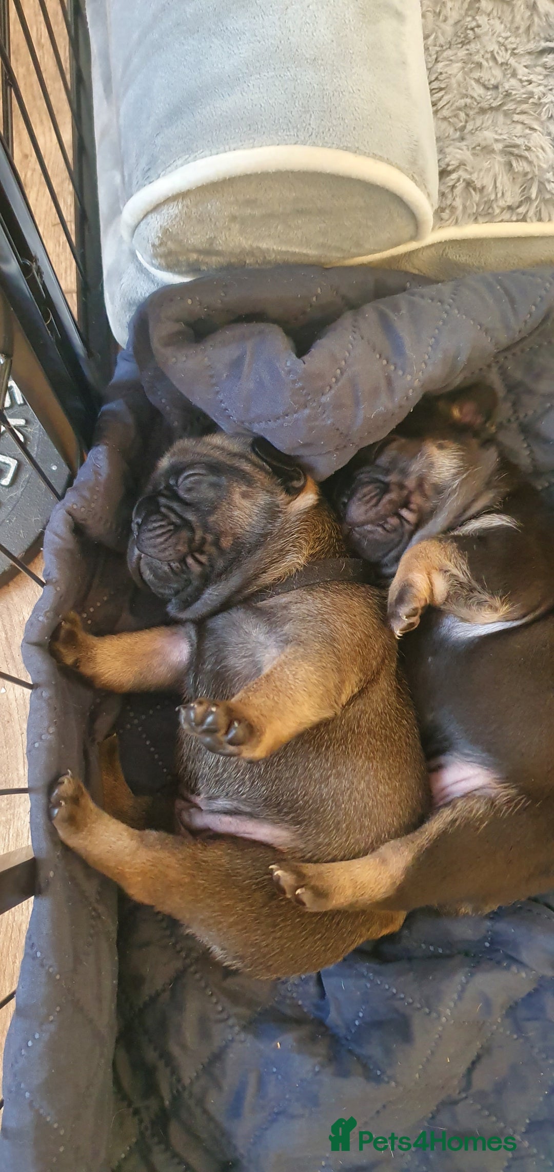 French Bulldog dogs for sale: 4 Chunky Male French Bulldogs - Image 6