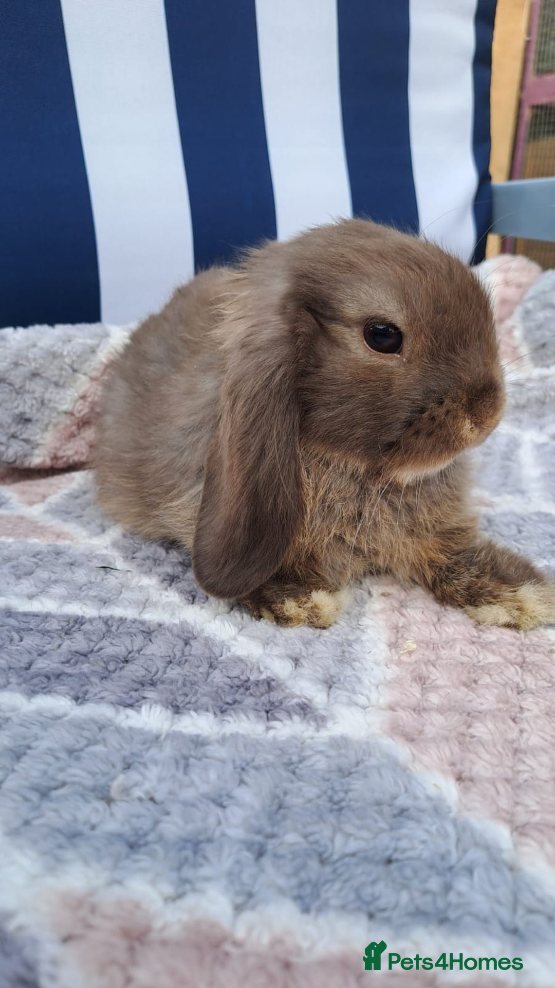 Mini Lop rabbits for sale: Mini lops boys ready to leave  - Image 10