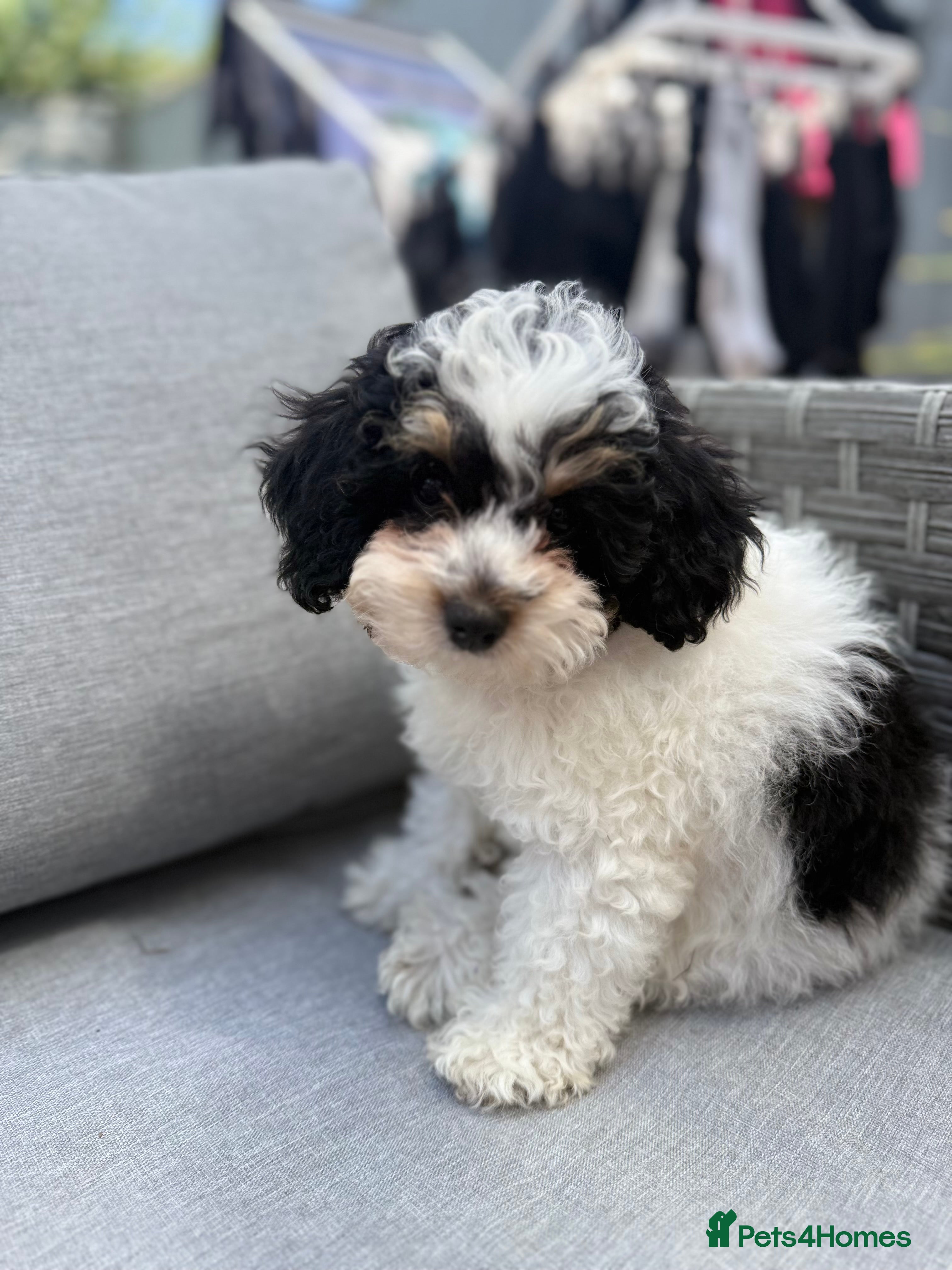 Cavapoo dogs F1B Cavapoo Puppies for Sale 🐶 3 Boys Left!!  - Advert 11