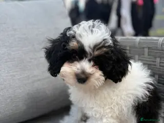 Cavapoo dogs F1B Cavapoo Puppies for Sale 🐶 3 Boys Left!! - Advert 11