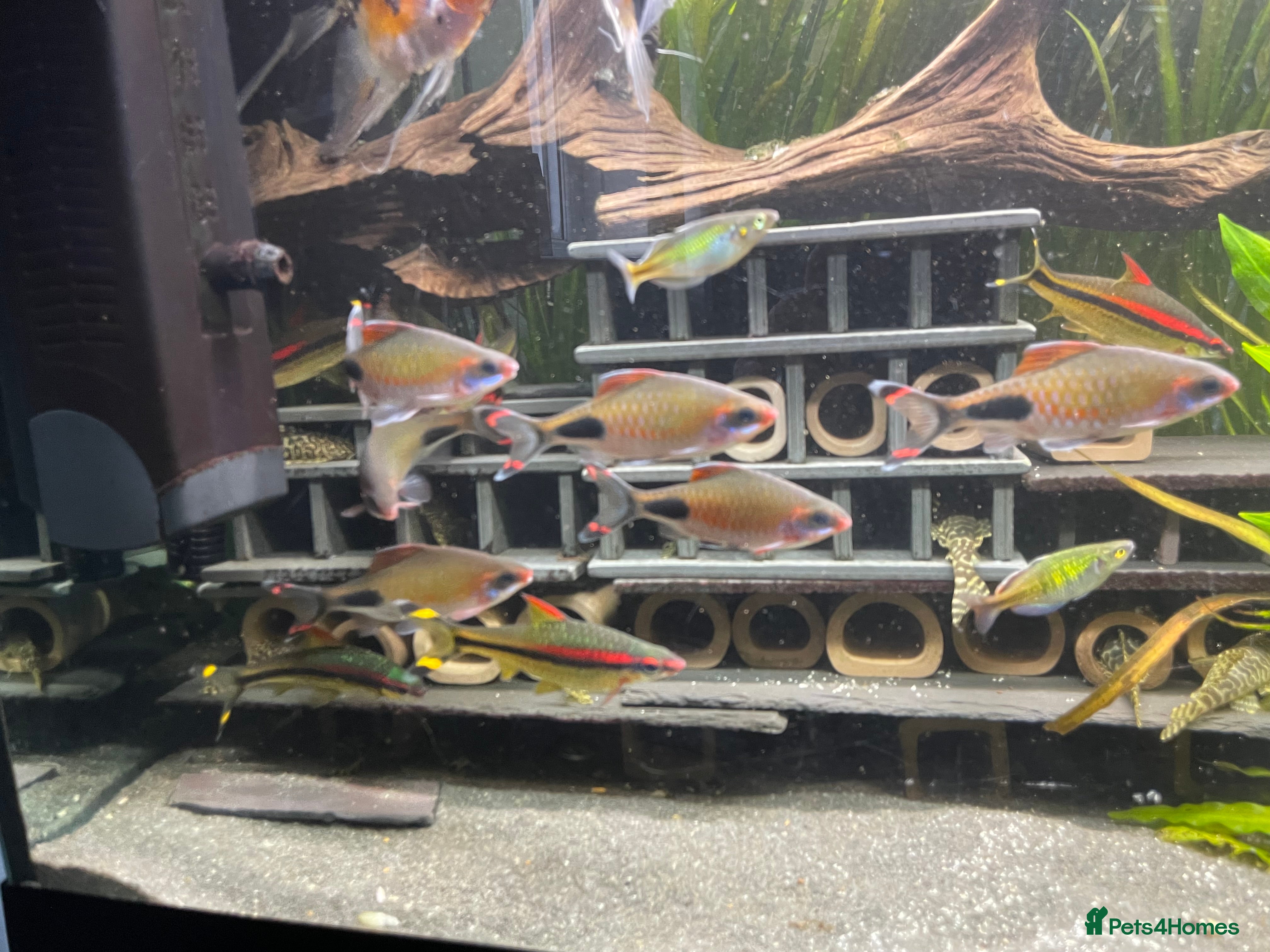 Barbs fish Dawkinsia assimilis mascara barbs large - Advert 8