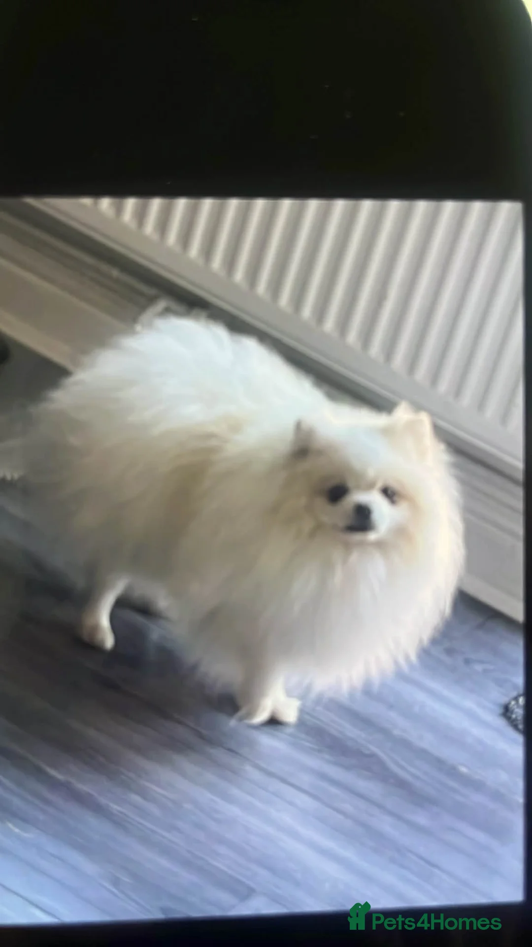 Pomeranian dogs for sale: Pomeranian in Colchester - Advert 1