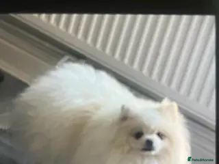 Pomeranian dogs Pomeranian - Advert 3