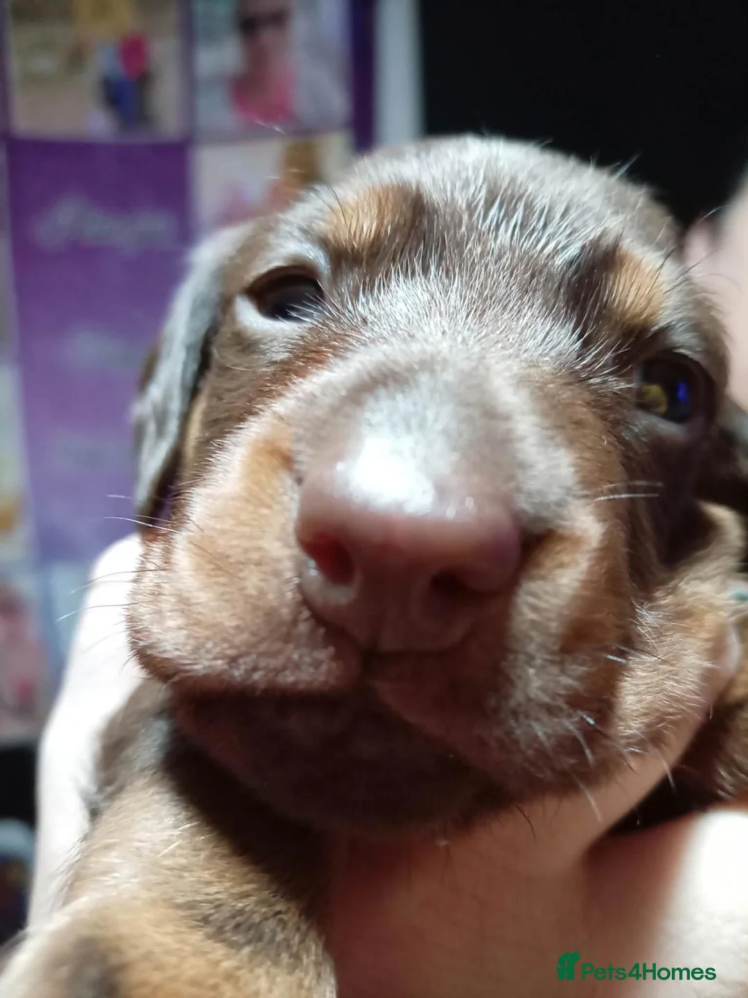 Miniature Dachshund dogs for sale: Last male puppy for sale  in Bristol - Advert 2
