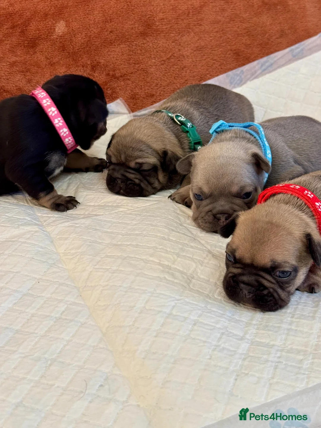French Bulldog dogs for sale: Beautiful French Bulldog litter - Advert 2