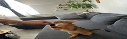 Abyssinian cats for sale: Queen 1 year and half old in London - Advert 3
