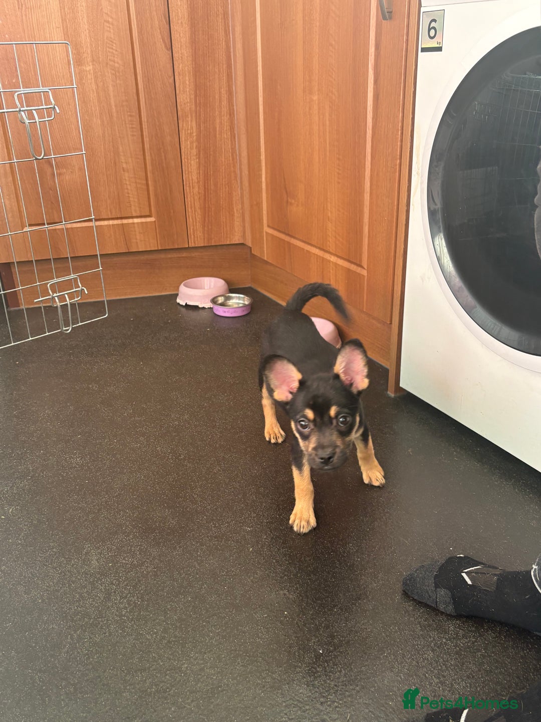 Mixed Breed dogs for sale: FrenchieXPomeranian  - Image 26